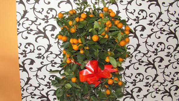 办公室装修摆什么植物好